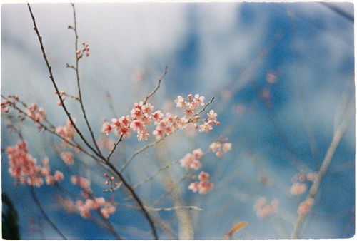 Free Captivating close-up of pink cherry blossoms on a branch with a soft sky background. Stock Photo