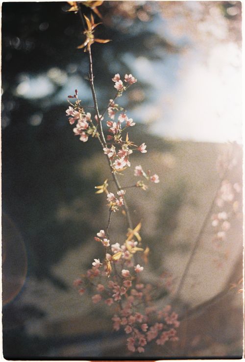 Free Delicate cherry blossoms backlit by sunrays, capturing the essence of spring. Stock Photo