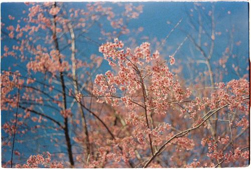 Free Stunning cherry blossoms in full bloom against a bright blue spring sky. Stock Photo