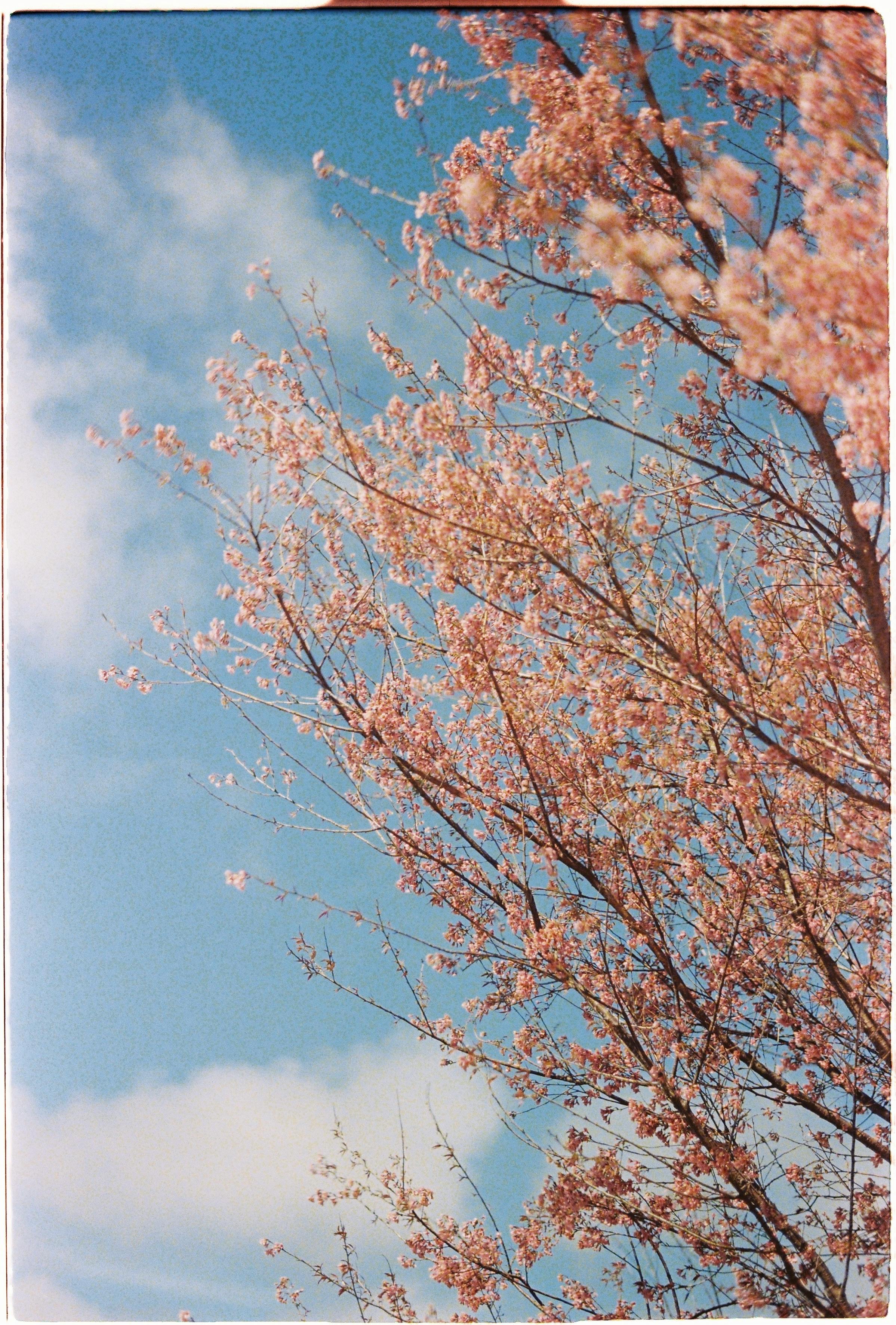 Stunning cherry blossoms in full bloom under a clear blue sky, capturing spring's beauty.