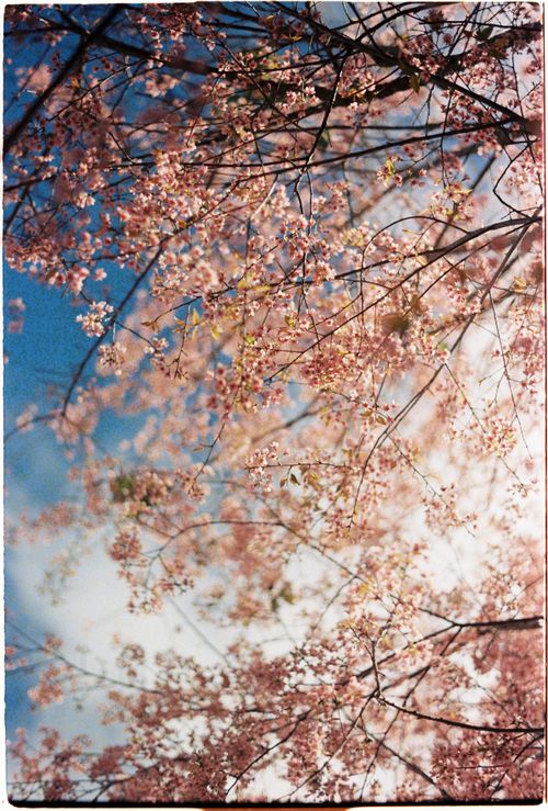 Free Close-up view of cherry blossoms in full bloom against a clear blue sky. Stock Photo