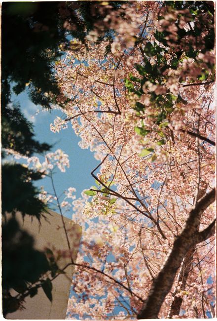 Beautiful low-angle shot of a cherry blossom tree against a clear sky.