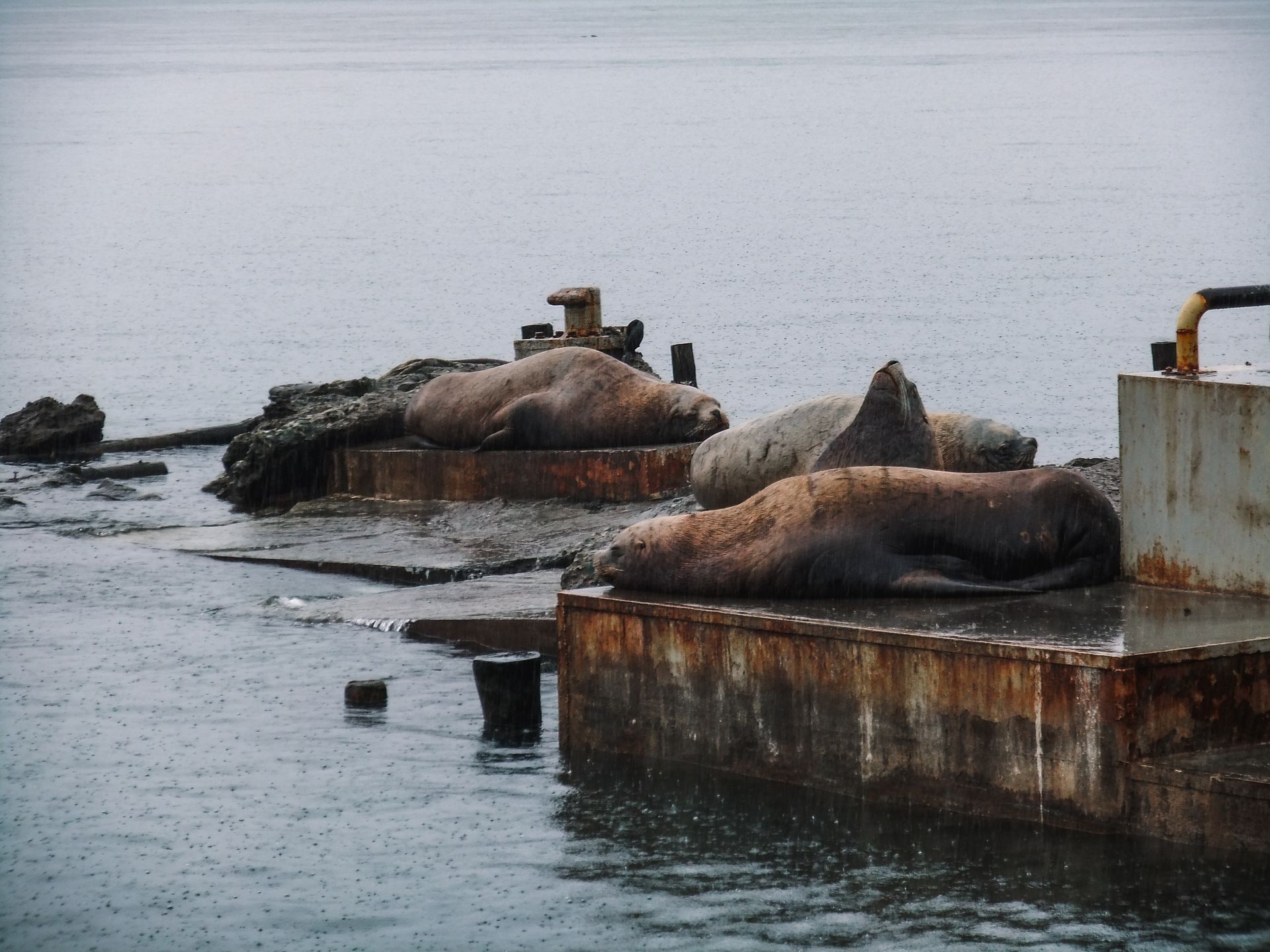 Sea lions lounging on weathered docks by a calm ocean shore, showcasing aquatic wildlife.