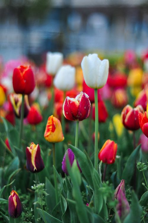Free A vibrant array of tulips blooming in an Istanbul garden during spring. Stock Photo