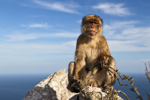 Free Photograph of a Barbary Macaque Stock Photo