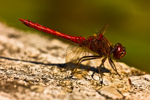 Macro Shot of a Red Dragonfly