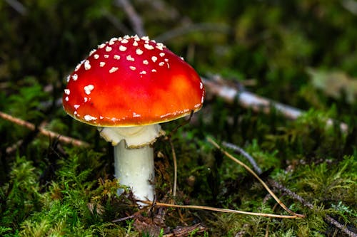 Close-up of a Fly Agaric Mushroom 