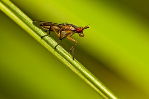 Macro Shot of a Yellow Dung Fly
