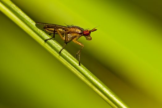 unbekannte Insektenart