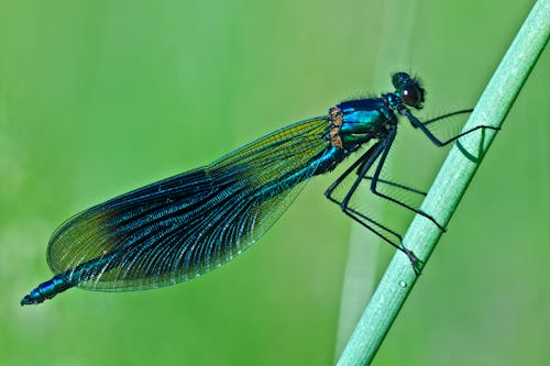 Photos gratuites de demoiselle, entomologie, fermer