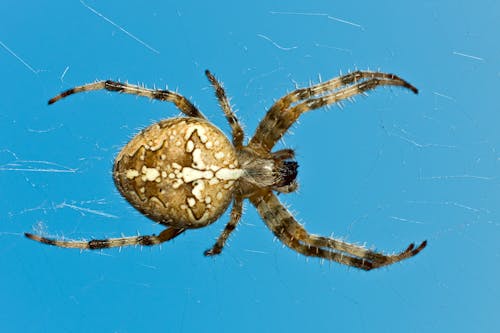 Základová fotografie zdarma na téma araneus diadematus, detail, modrá obloha