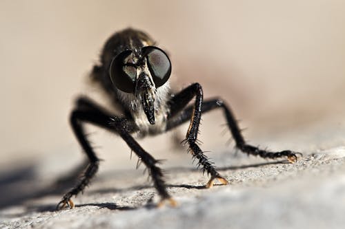 Macro Shot of a Black Fly