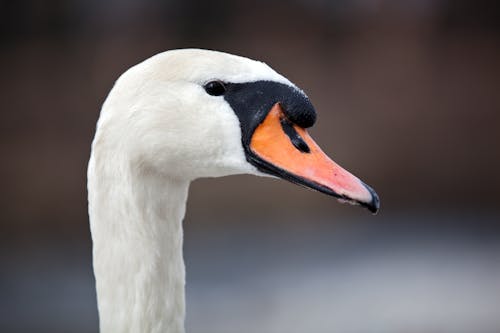 Close-Up Photograph of a Swan