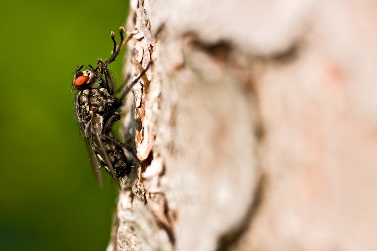 Close Up Of Fly On Bark