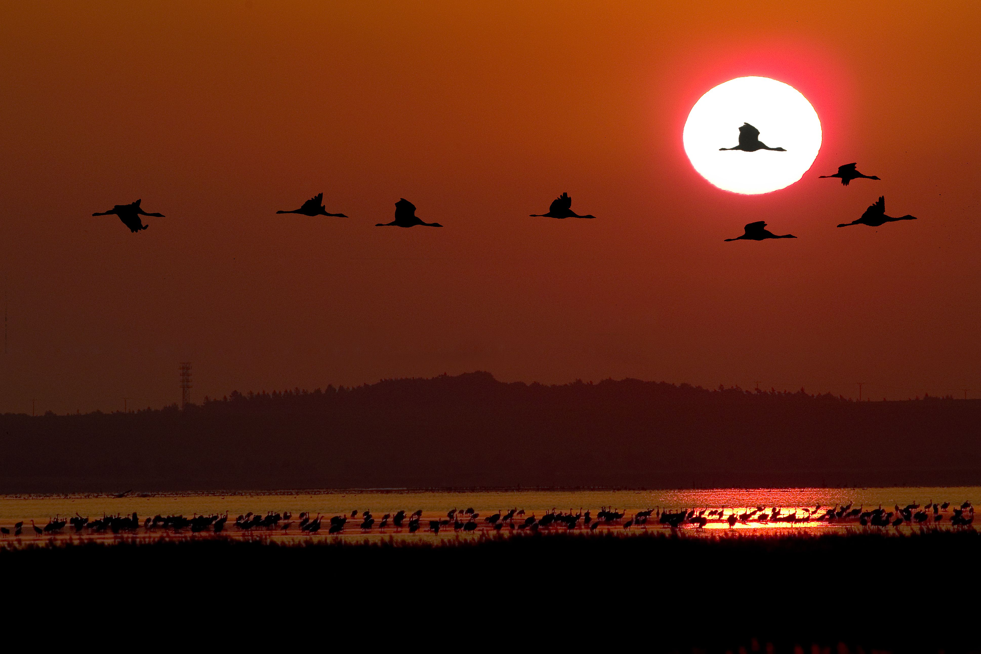 Flying Geese against Red Sky · Free Stock Photo