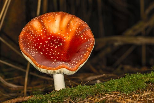 Kostenloses Stock Foto zu fliegenpilz, nahansicht, pilz