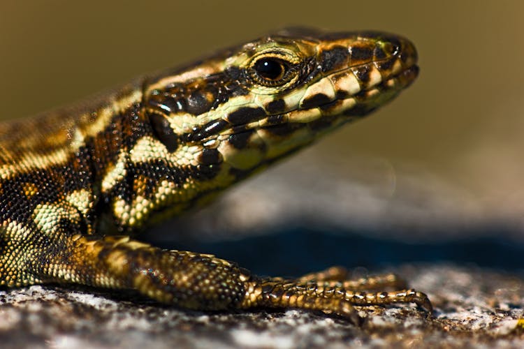 Macro Shot Of A Common Wall Lizard