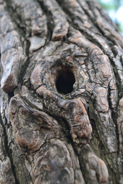 Brown Tree Trunk with Hole