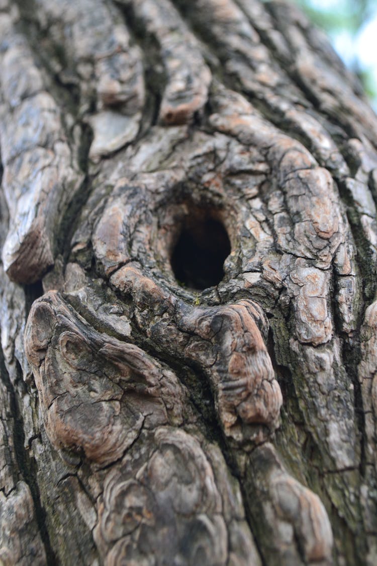 Brown Tree Trunk With Hole