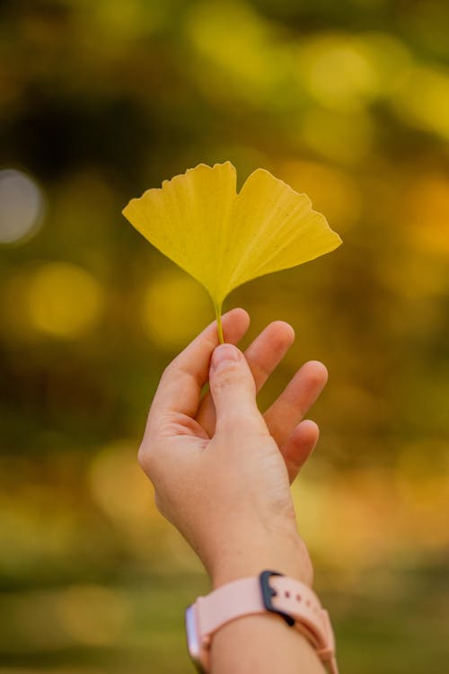 Person Holding a Yellow Leaf