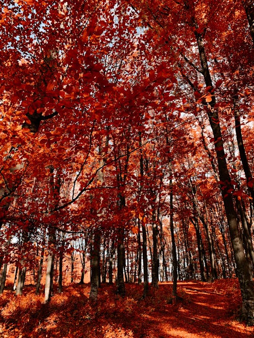 Photograph of Trees with Orange Leaves