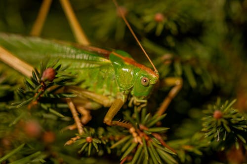 Imagine de stoc gratuită din a închide, animal, insectă