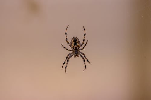 Close-Up Photo of a European Garden Spider