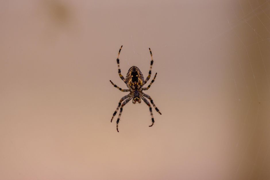 Detailed close-up of a European garden spider (Araneus diadematus) on its web.