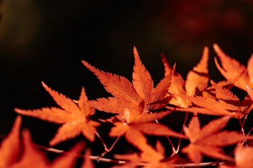 Close-Up Photo of Red Maple Leaves