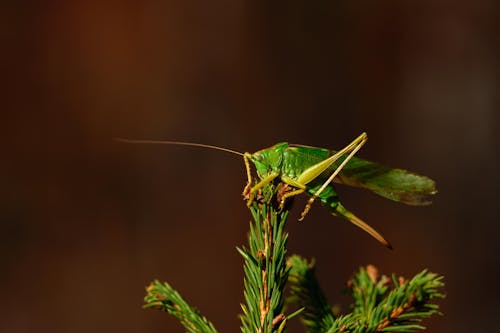 Free Macro Shot of a Grasshopper Stock Photo