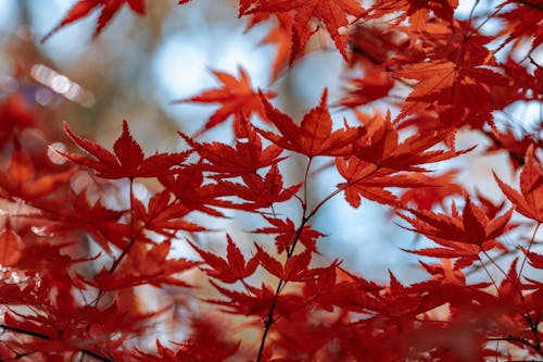 Red Maple Leaves in Close-up Photography