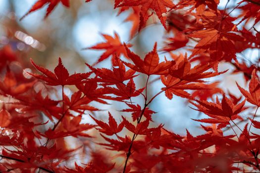 Close-up of vibrant red maple leaves in autumn, showcasing seasonal beauty with soft bokeh.