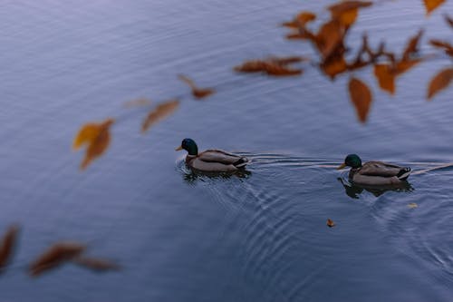 Darmowe zdjęcie z galerii z dzika przyroda, fotografia zwierzęcia, kaczka krzyżówka