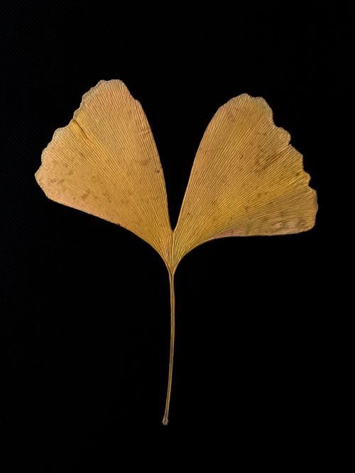 Free A single golden Ginkgo biloba leaf with symmetry on a black background. Stock Photo