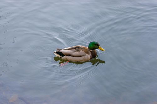 Free A mallard duck gliding peacefully on a serene water surface, showcasing natural beauty. Stock Photo