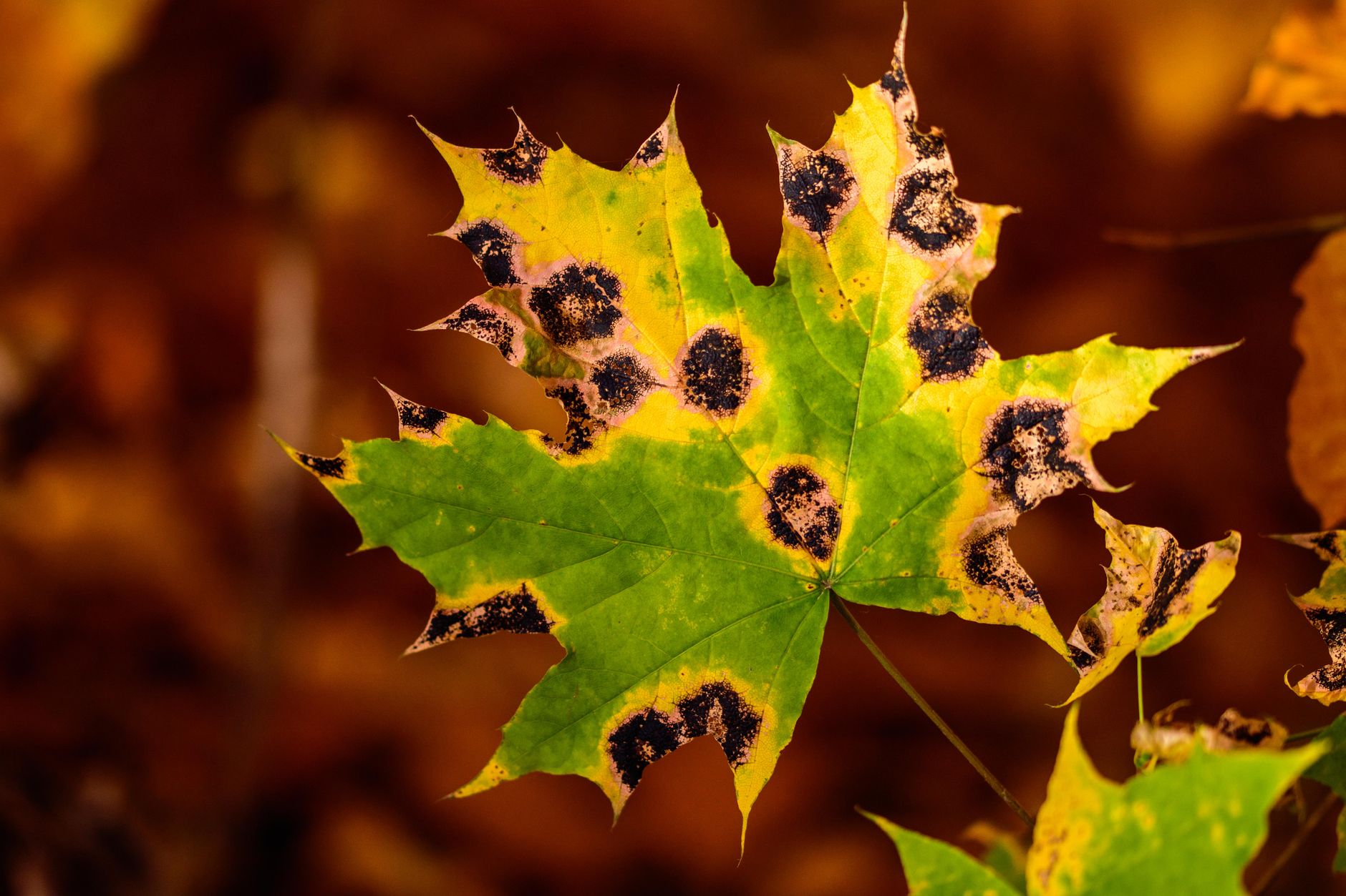 Sunflower Disease Management: Protecting Your Crop