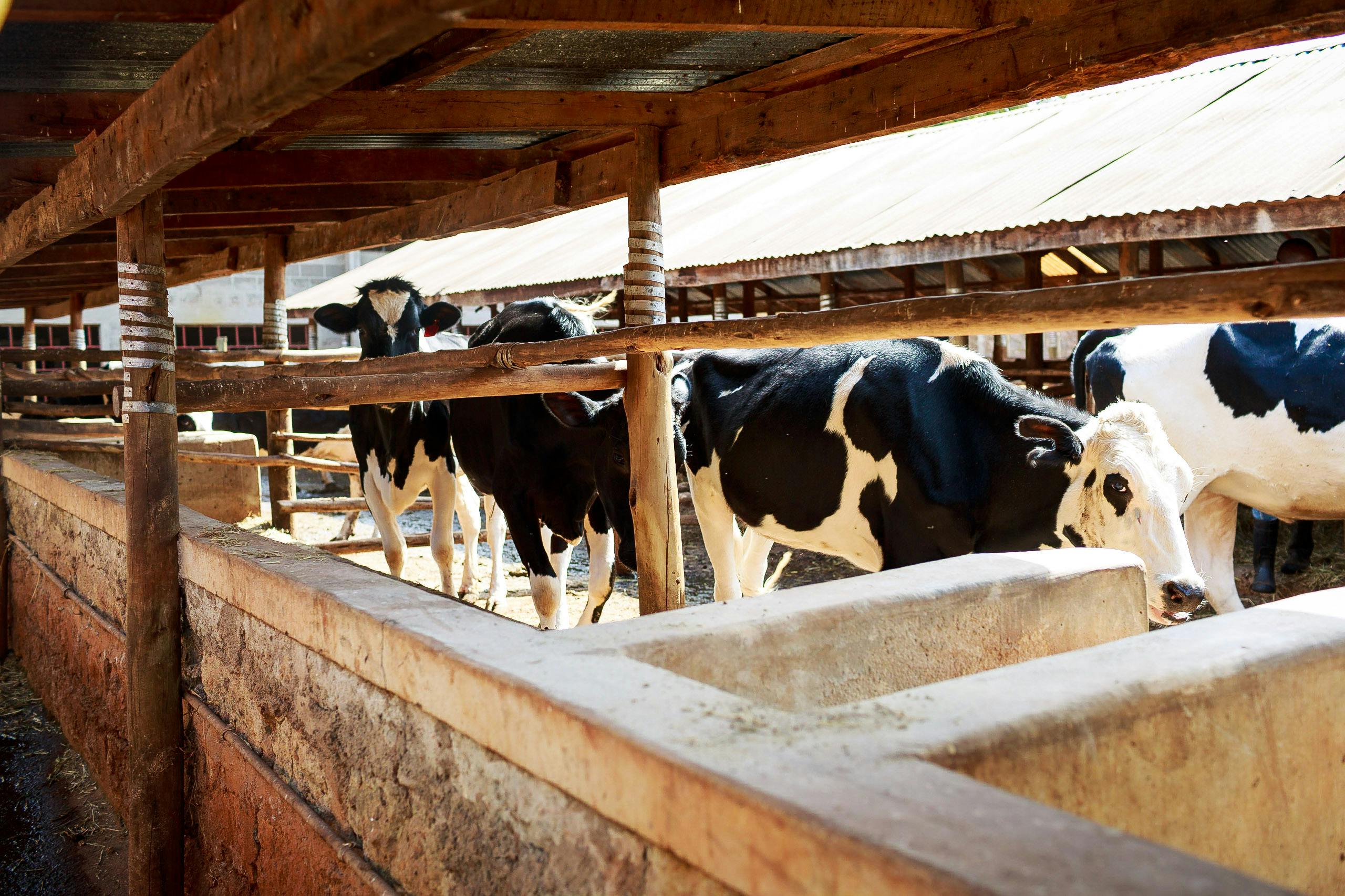 Free stock photo of cow, cows, cowshed