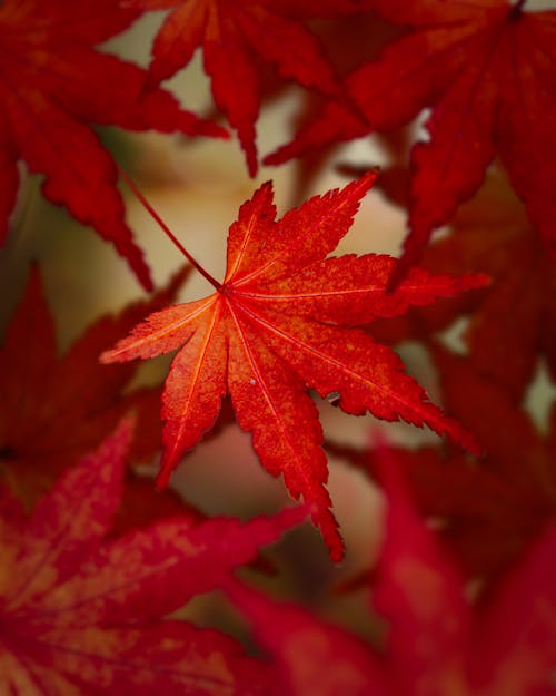 Red Maple Leaves in Close Up Photography