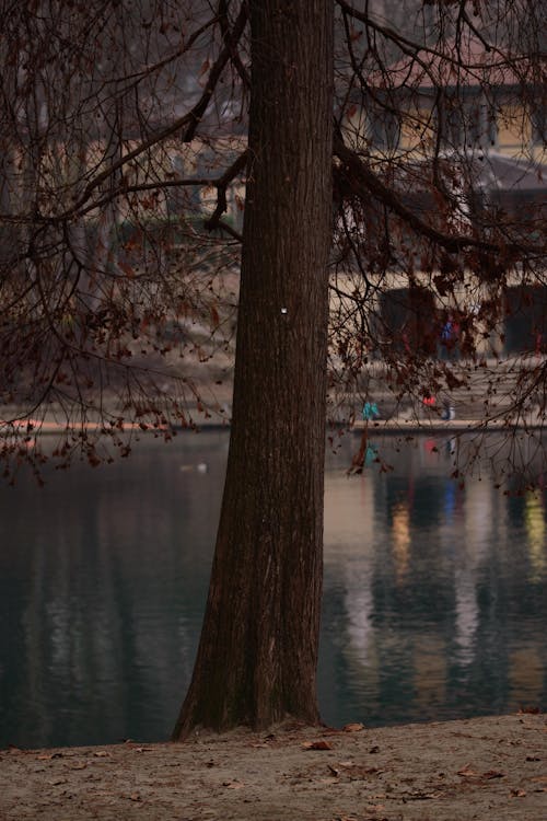 Бесплатное стоковое фото с вертикальный выстрел, ветви деревьев, водоем