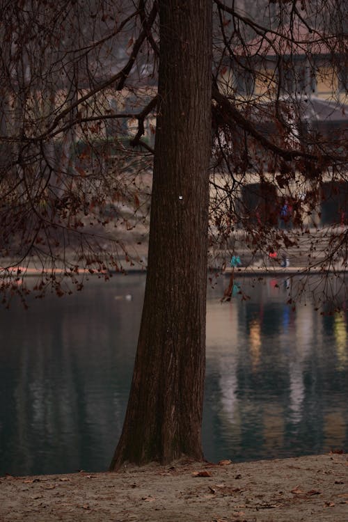 Brown Tree Near Body of Water