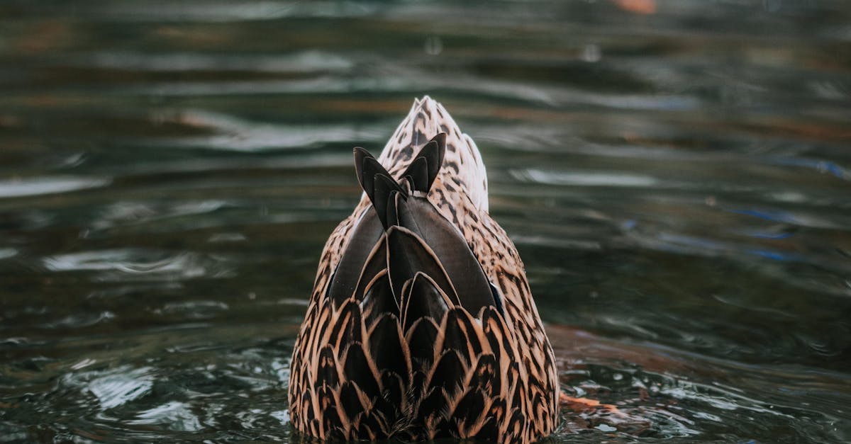 Rump of a Duck and Ripple in Water · Free Stock Photo