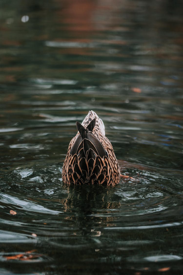 Rump Of A Duck And Ripple In Water