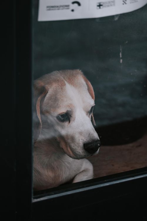 Free A lonely puppy with a sad expression gazes longingly outdoors through a closed window. Stock Photo