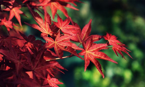 Close-up of vivid red maple leaves against a blurred green background, capturing fall's essence.