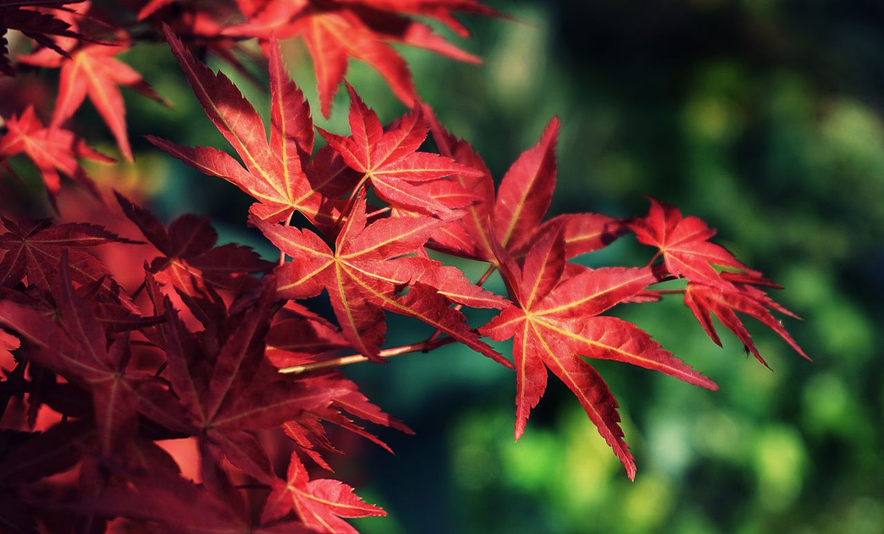 close up of vivid red maple leaves against a blurred green background