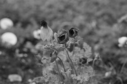 Gratis Immagine gratuita di bellissimo, bianco e nero, botanico Foto a disposizione