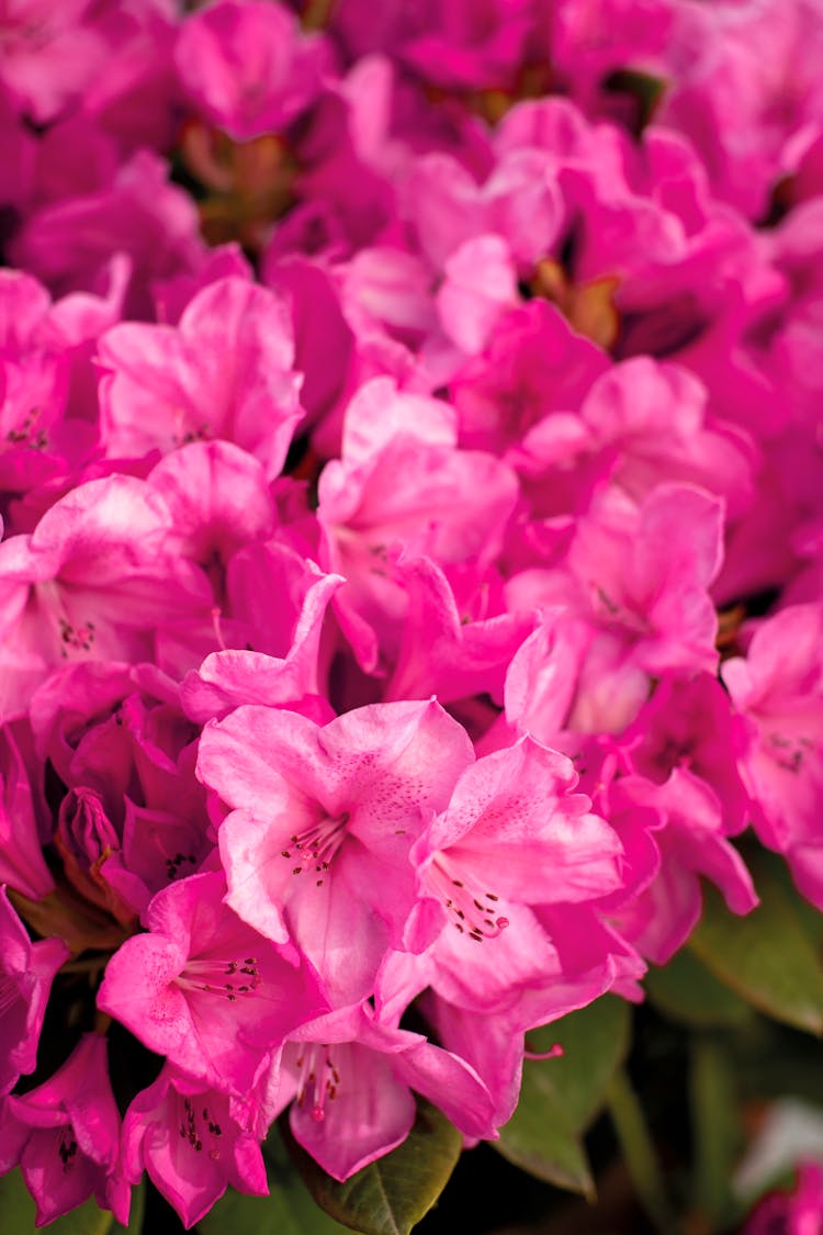 Close-Up Photo Of Azalea Flowering Shrubs