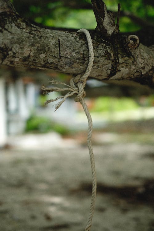 A Rope Tied on a Branch · Free Stock Photo
