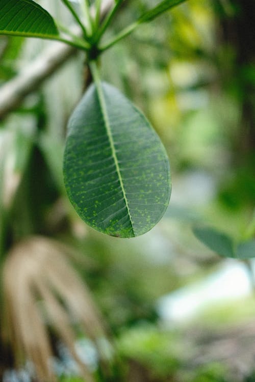 Foto stok gratis alam, botani, daun hijau