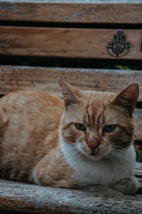 Fotobanka s bezplatnými fotkami na tému chlpatý, mačací, mačka